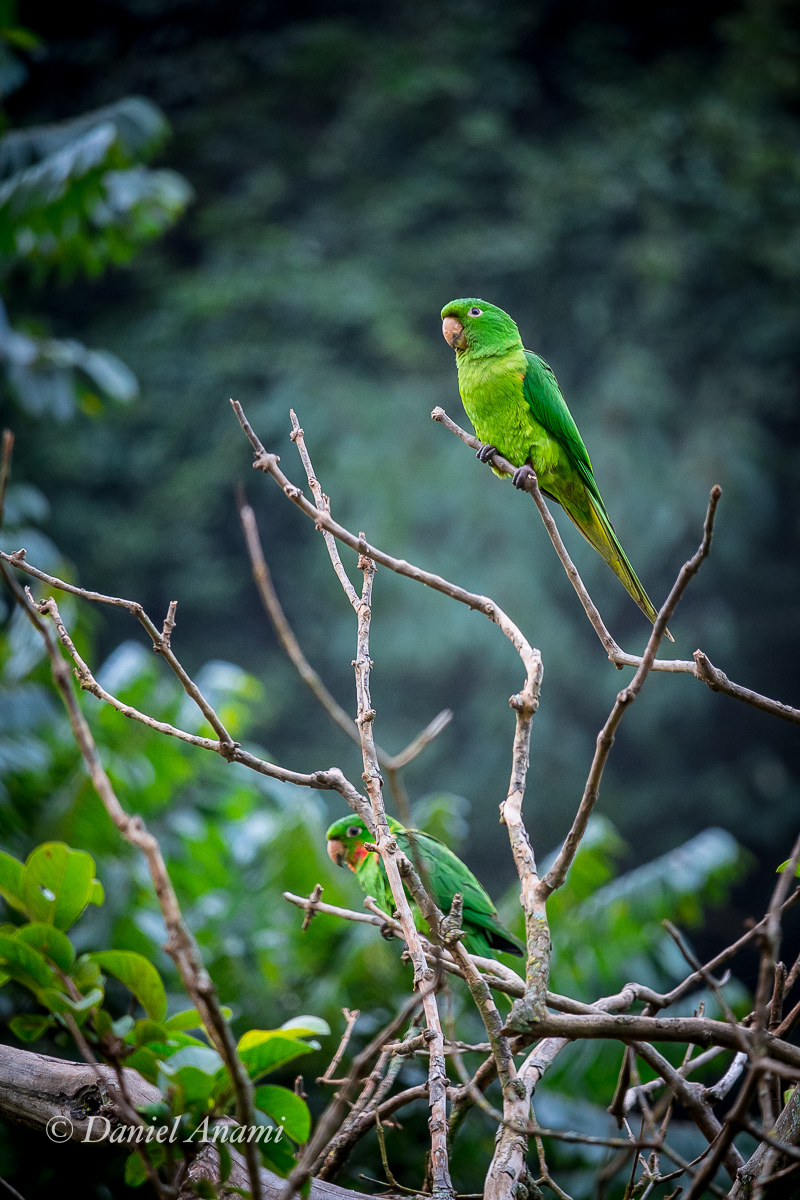 Papagaiando, Aiuruoca, MG, 30/12/2018. Foto Daniel Anami.