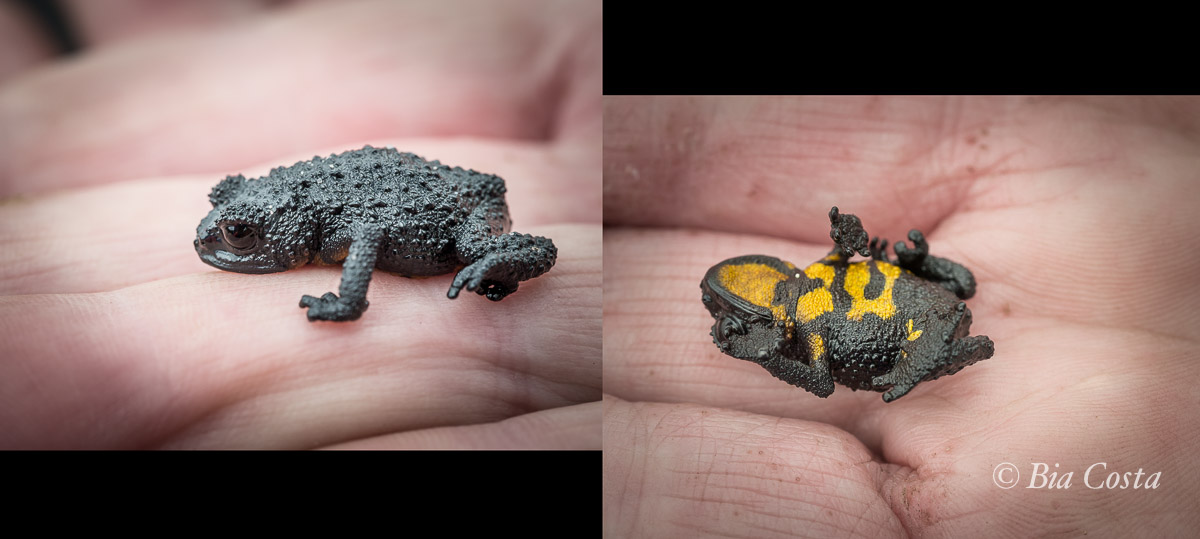 Sapinho pré-histórico do Monte Roraima, apavorado por ter sido capturado por um animal pós-jurássico, 16/03/2016. Foto Bia Costa
