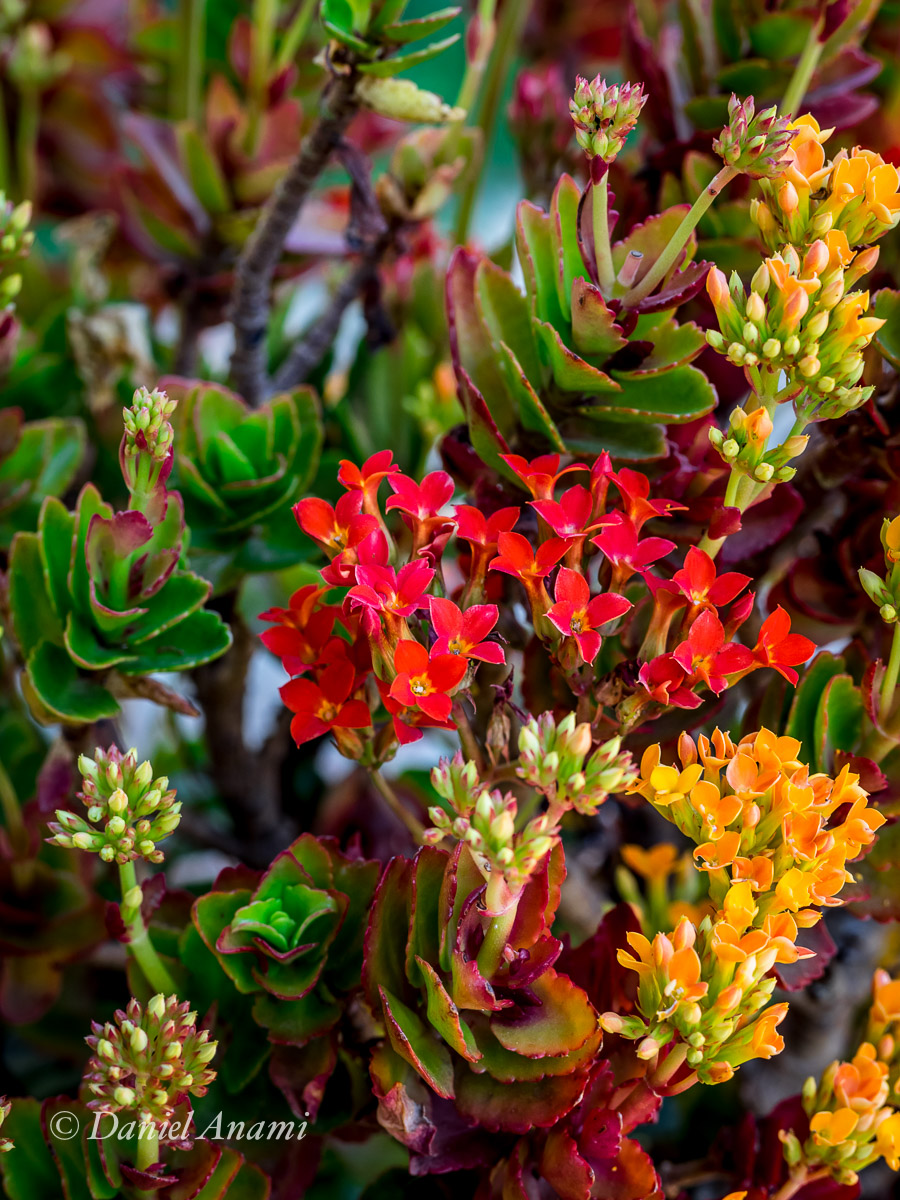 Flores de cores floridas. Pousada Ribeirão do Ouro, Itamonte, 06/08/2015. Foto Daniel Anami.