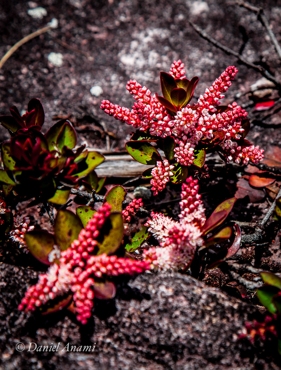 Na terra? No mar? Flores estreladas. 16/03/2016. Foto Daniel Anami.