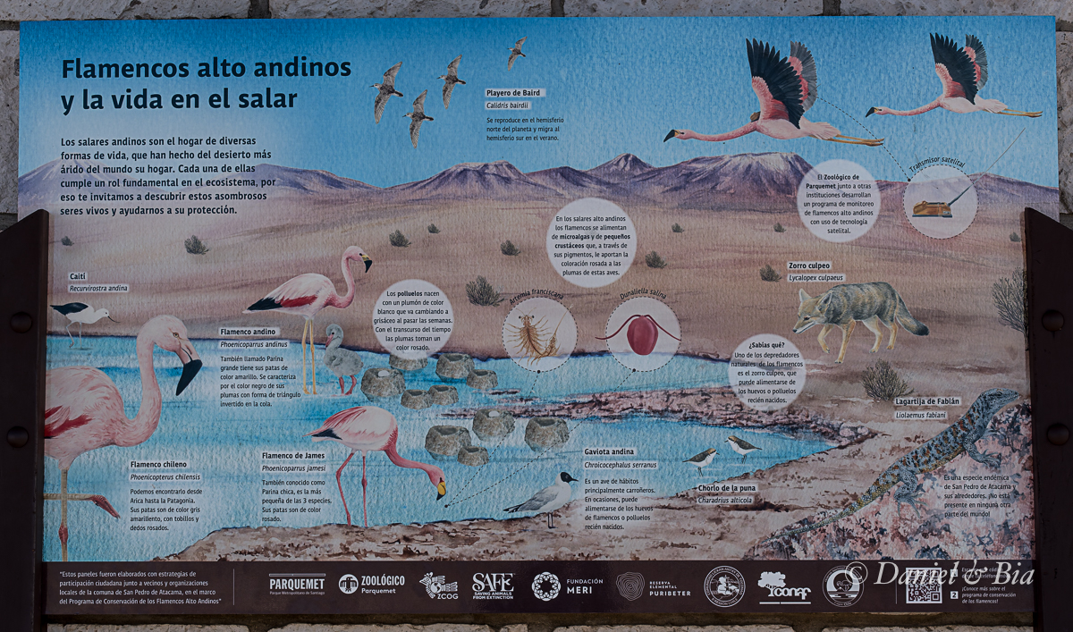 Laguna Chaxa, Reserva Nacional los Flamencos,  Reserva Nacional los Flamencos,  San Pedro de Atacama, Chile, 17/08/2026. Foto Daniel e Bia.