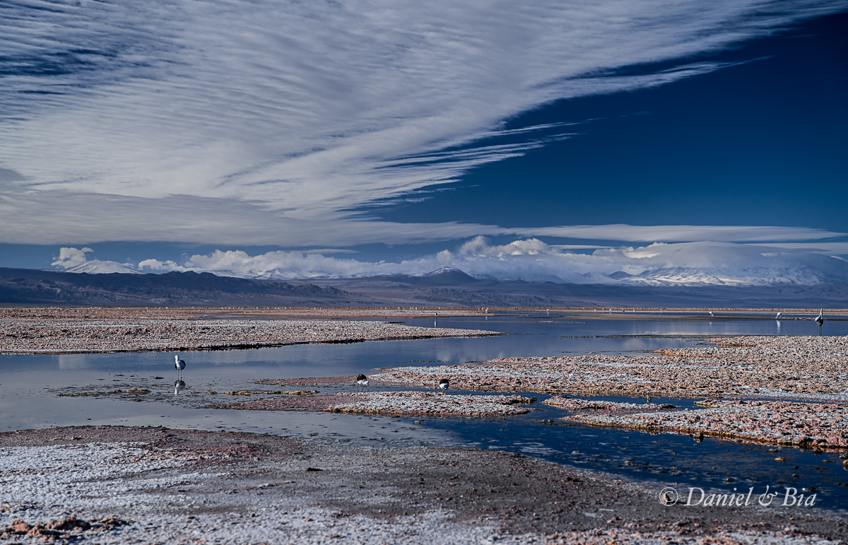 Laguna Chaxa, Reserva Nacional los Flamencos,  San Pedro de Atacama, Chile, 17/08/2026. Foto Daniel e Bia.