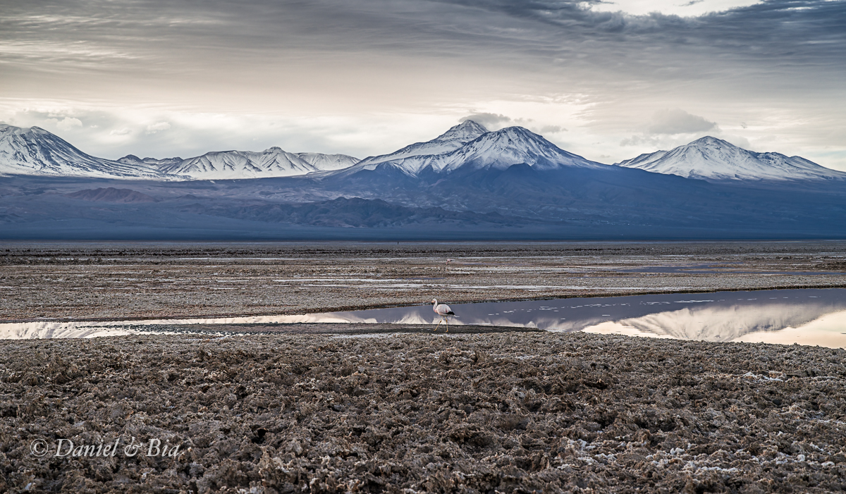 Laguna Chaxa, Reserva Nacional los Flamencos,  San Pedro de Atacama, Chile, 17/08/2026. Foto Daniel e Bia.