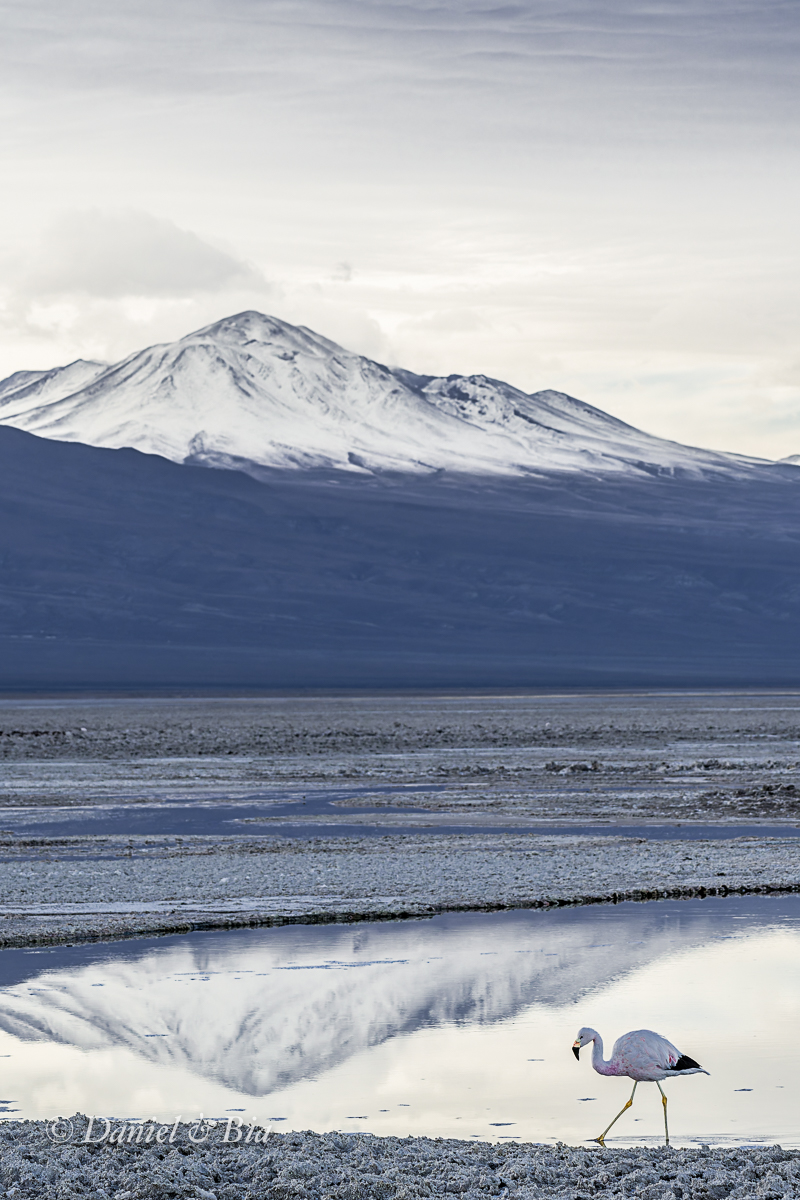 Laguna Chaxa, Reserva Nacional los Flamencos,  San Pedro de Atacama, Chile, 17/08/2026. Foto Daniel e Bia.