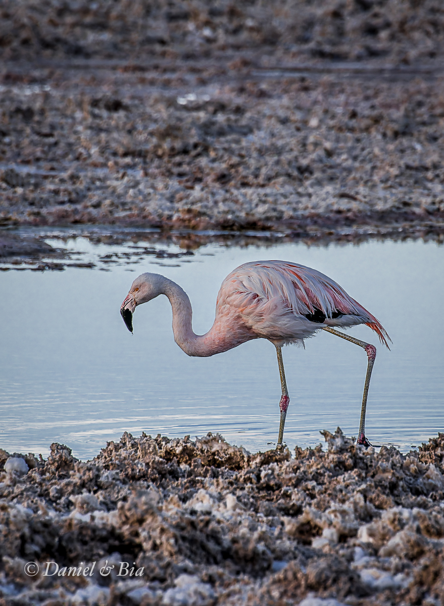 Laguna Chaxa, Reserva Nacional los Flamencos,  San Pedro de Atacama, Chile, 17/08/2026. Foto Daniel e Bia.