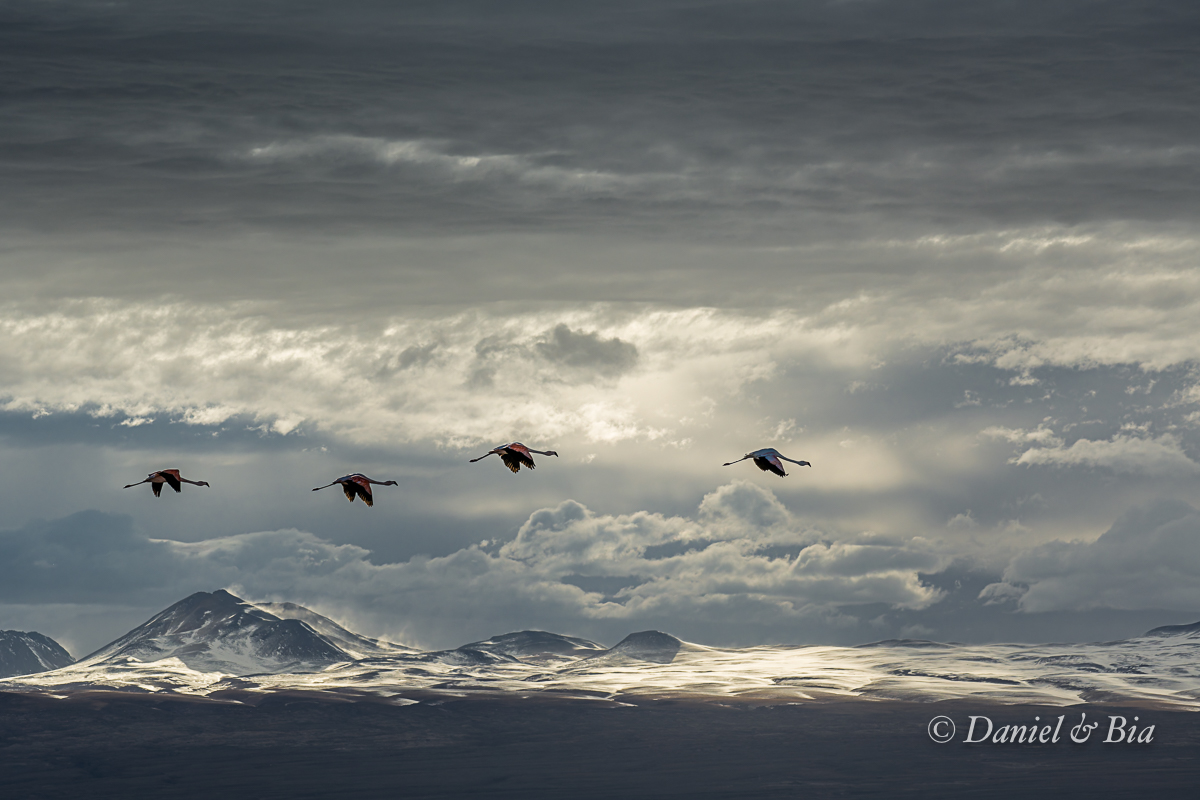 Laguna Chaxa, Reserva Nacional los Flamencos,  San Pedro de Atacama, Chile, 17/08/2026. Foto Daniel e Bia.