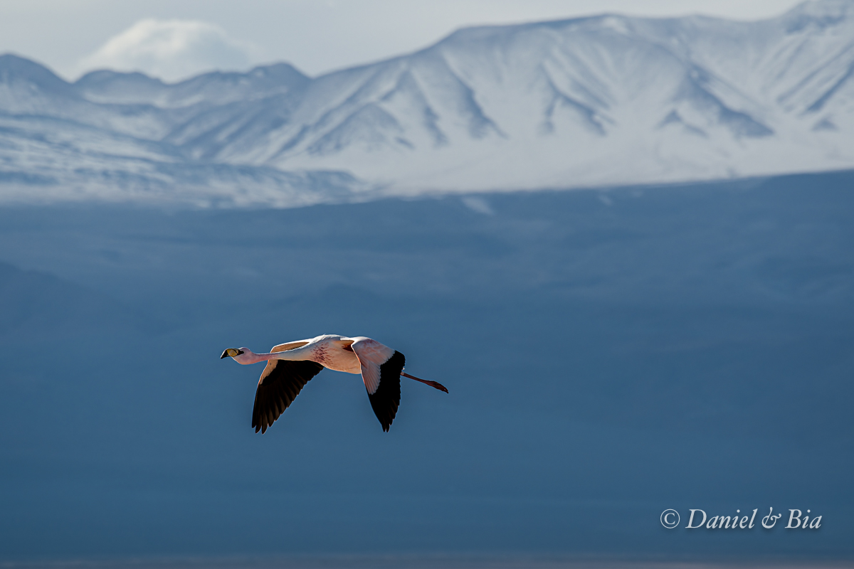 Laguna Chaxa, Reserva Nacional los Flamencos,  San Pedro de Atacama, Chile, 17/08/2026. Foto Daniel e Bia.