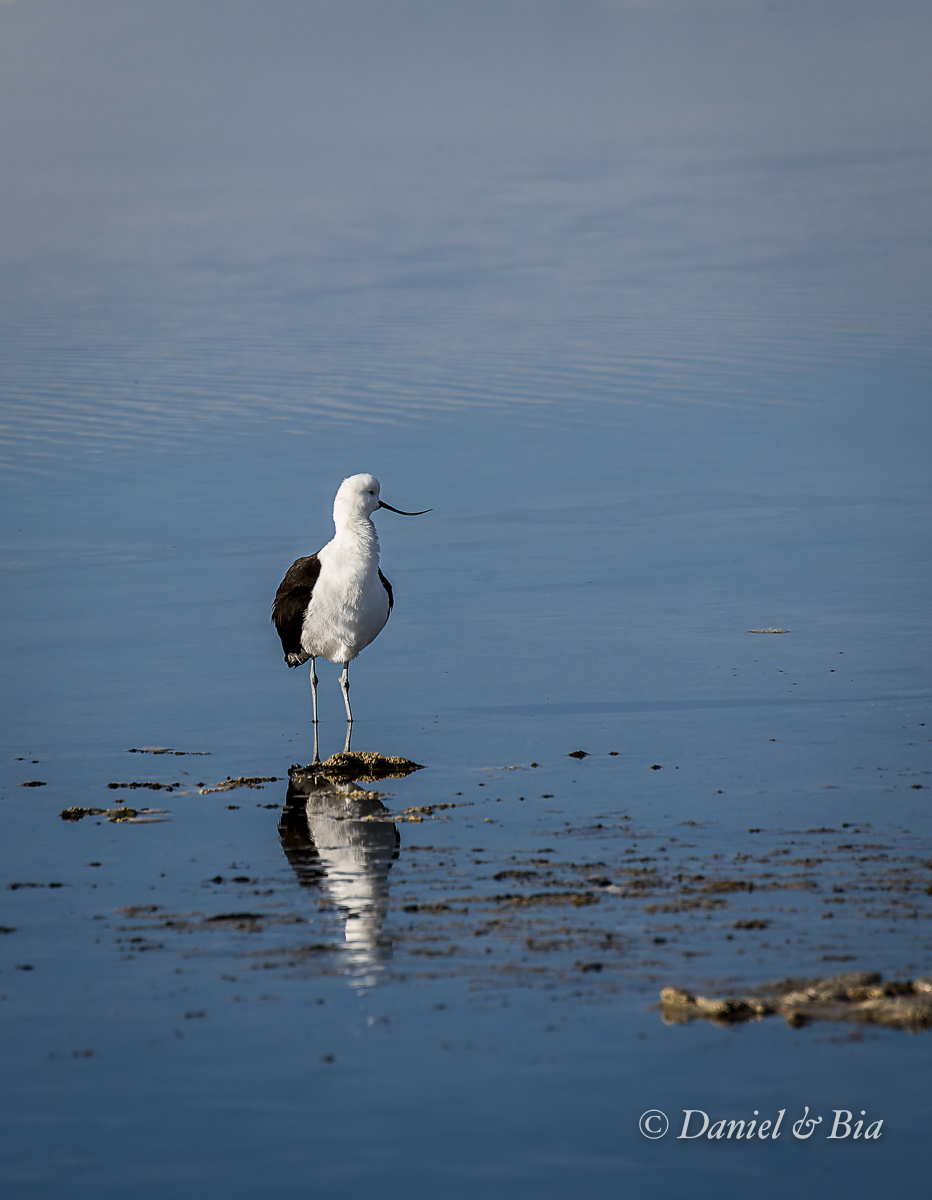 Laguna Chaxa, Reserva Nacional los Flamencos,  San Pedro de Atacama, Chile, 17/08/2026. Foto Daniel e Bia.