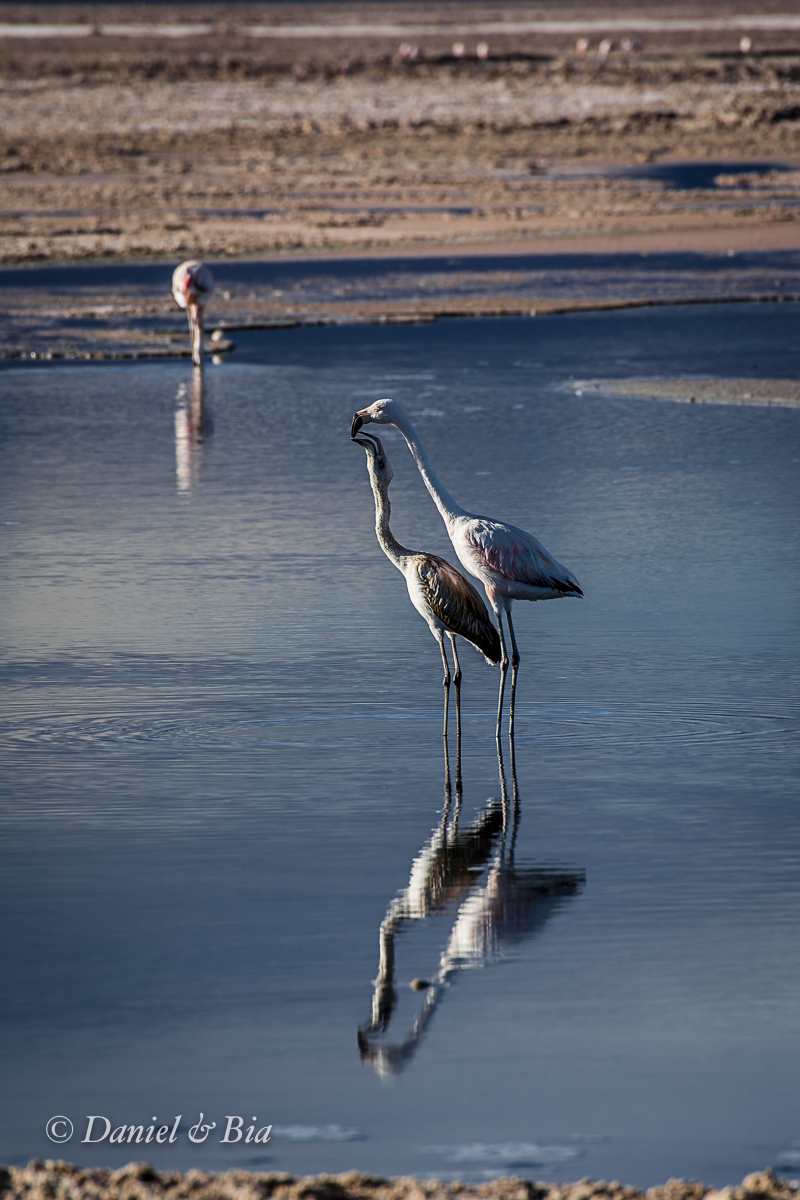 Laguna Chaxa, Reserva Nacional los Flamencos,  San Pedro de Atacama, Chile, 17/08/2026. Foto Daniel e Bia.