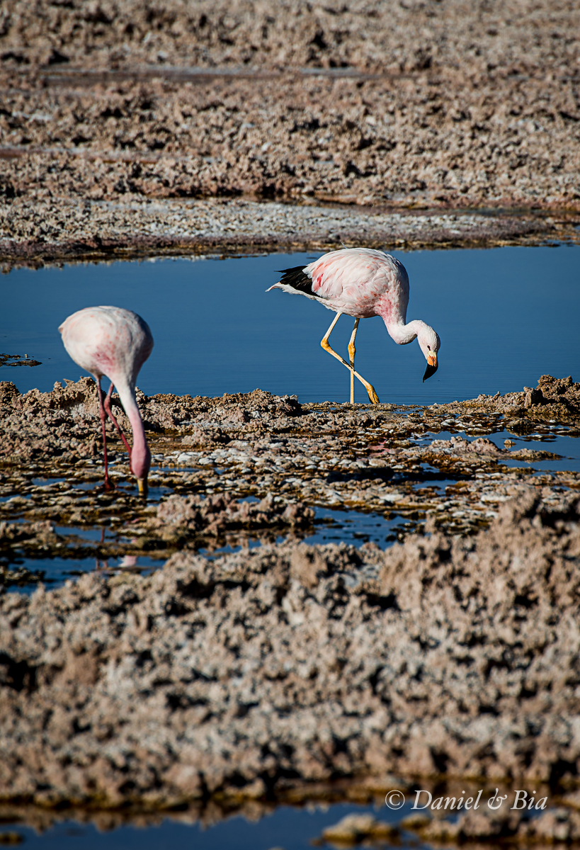 Laguna Chaxa, Reserva Nacional los Flamencos,  San Pedro de Atacama, Chile, 17/08/2026. Foto Daniel e Bia.
