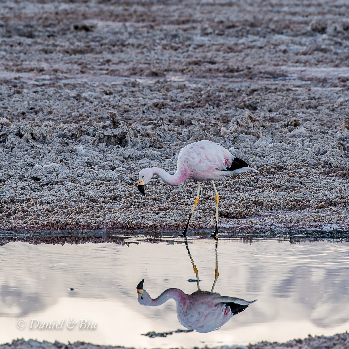 Laguna Chaxa, Reserva Nacional los Flamencos,  San Pedro de Atacama, Chile, 17/08/2026. Foto Daniel e Bia.