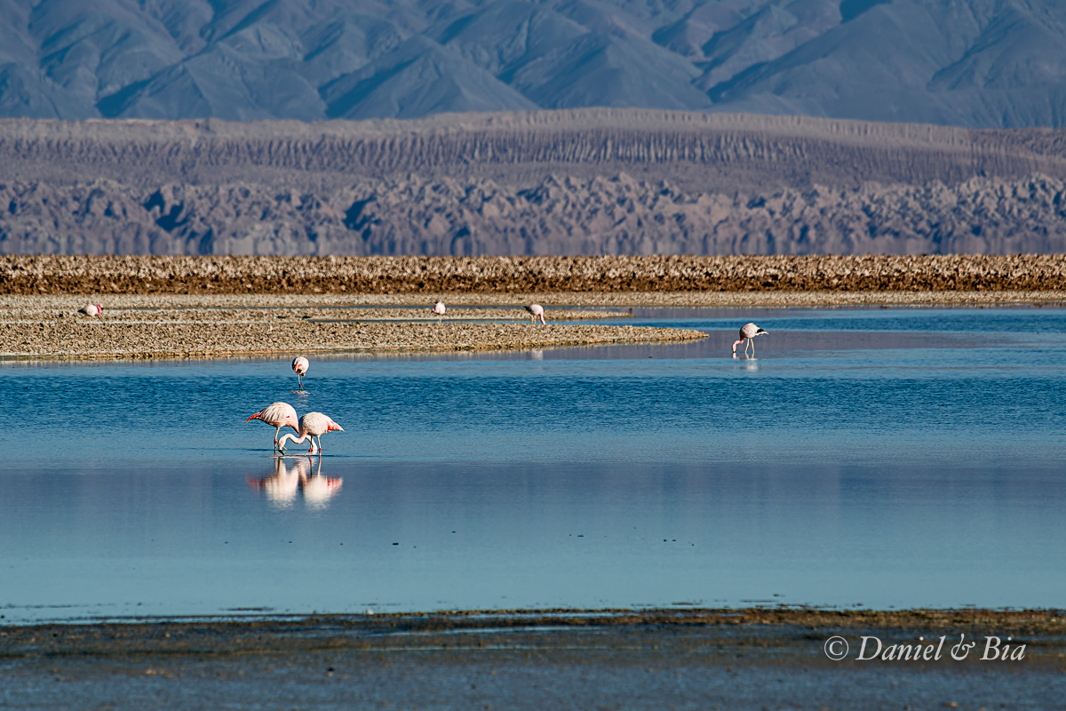 Laguna Chaxa, Reserva Nacional los Flamencos,  San Pedro de Atacama, Chile, 17/08/2026. Foto Daniel e Bia.