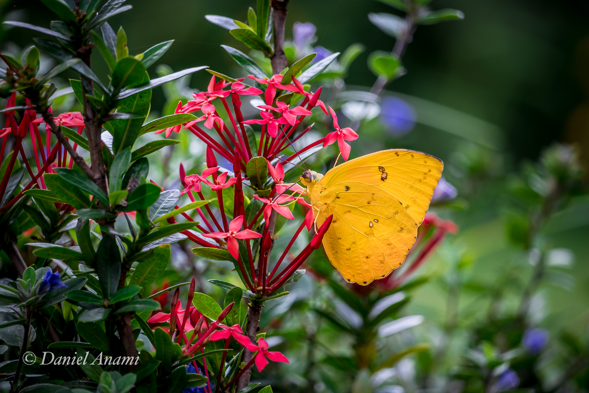 Flores do Parque Chácara Silvestre, São Bernardo do Campo, SP, 18/04/2025. Foto Daniel Anami.