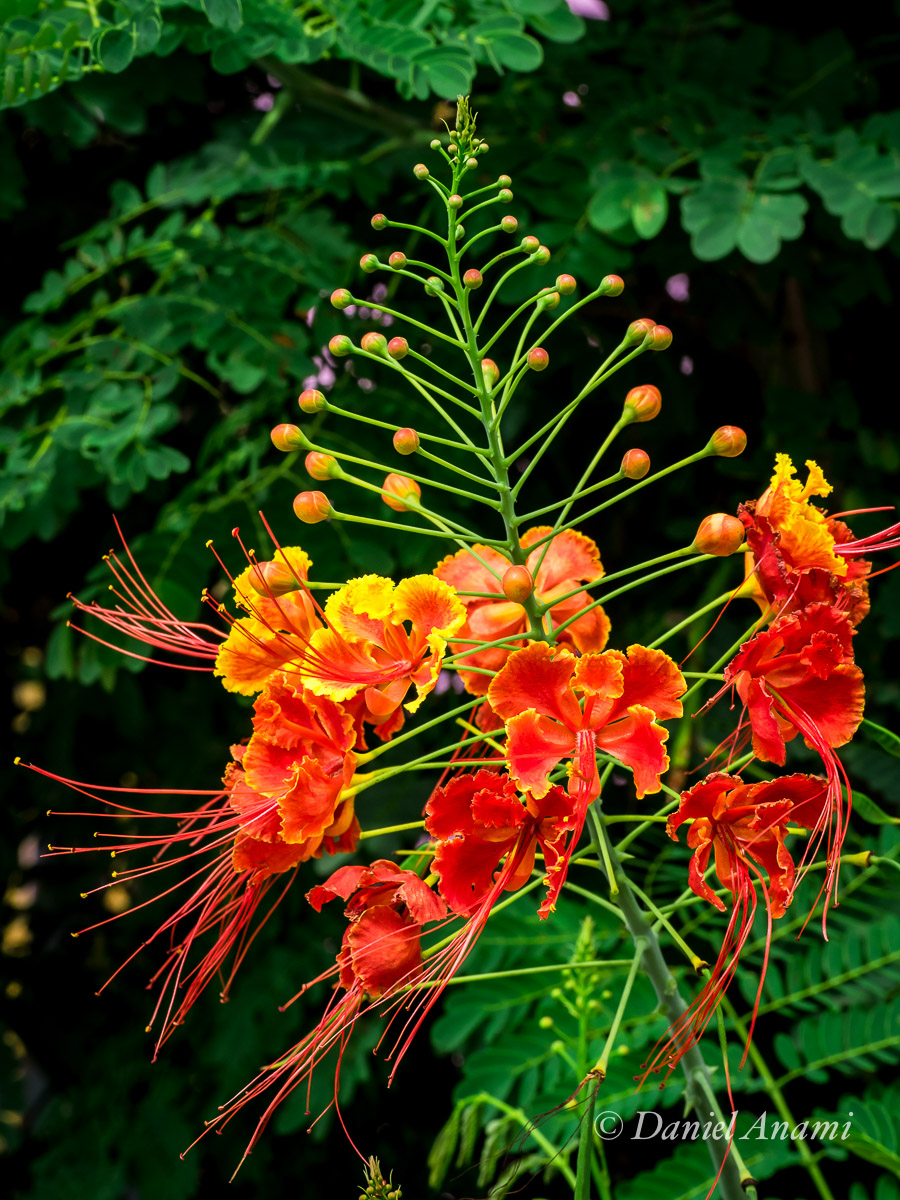 Cabelos ao vento em Mineiros do Tietê, 24/12/14. Foto Daniel Anami.