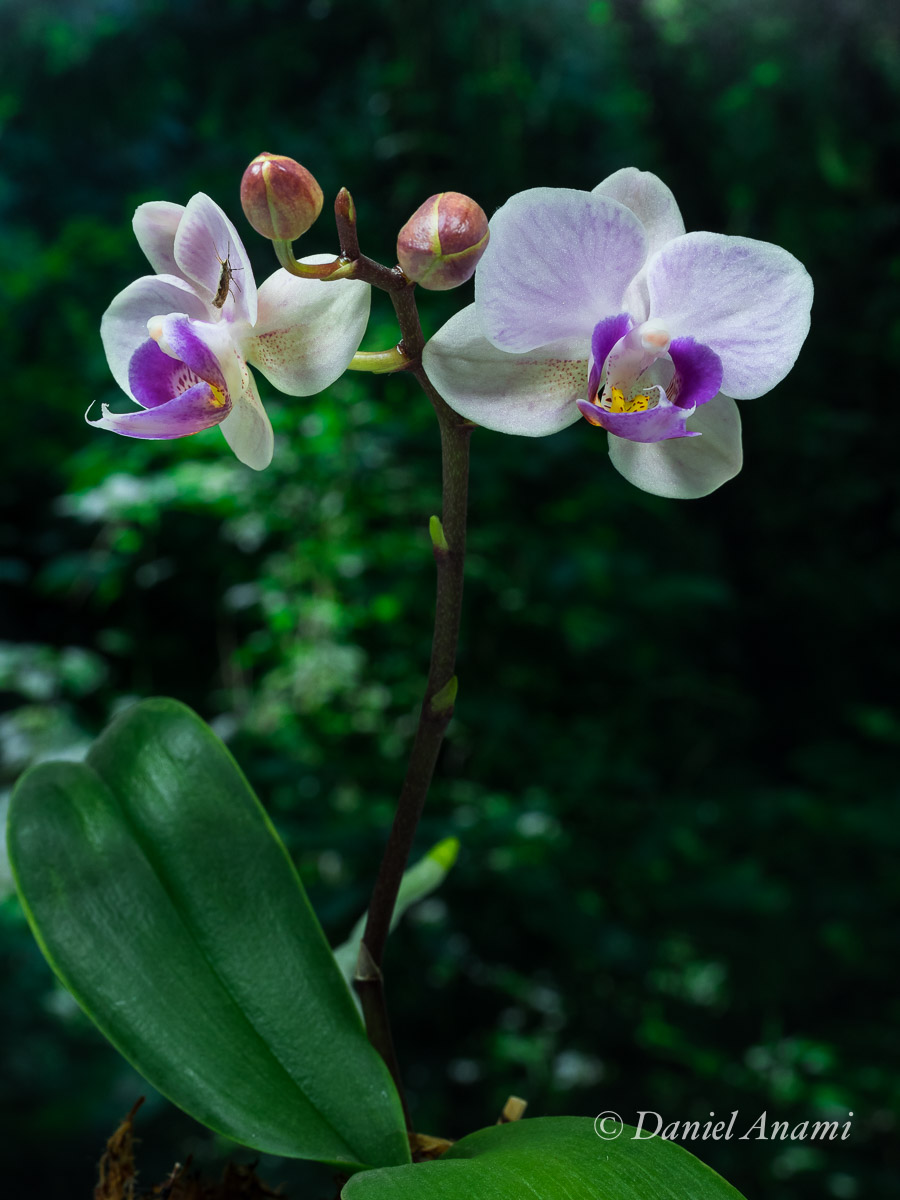 Baby Orquídea, São Paulo, 26/08/15. Foto Daniel Anami.