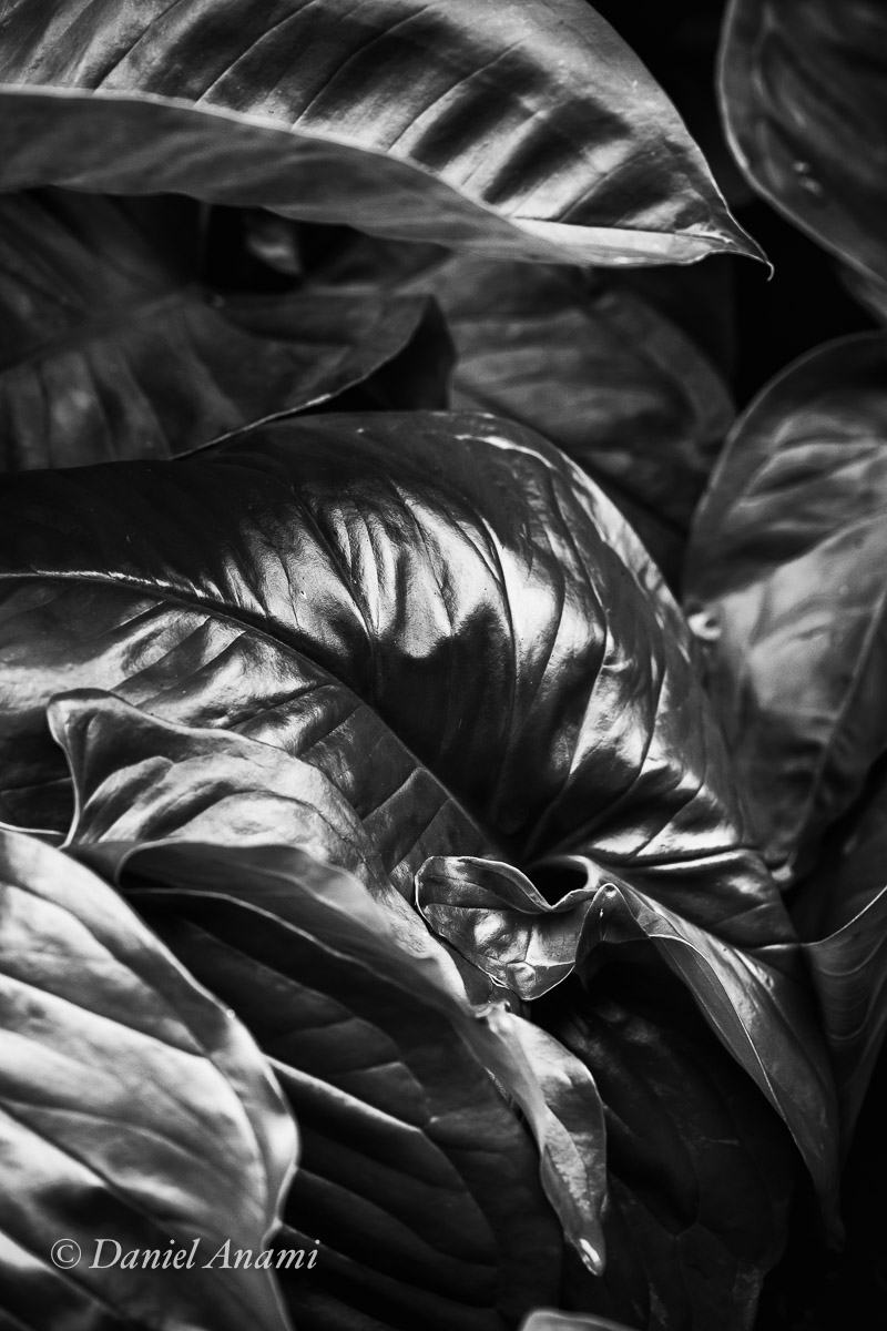 Cosmogênese caipira. Jardim do Condomínio Colina das Estrelas, 07/05/2017. Foto Daniel Anami.