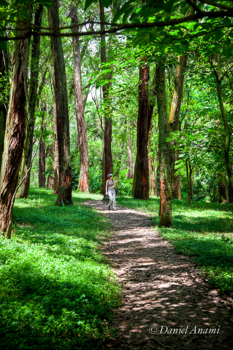 Procurando o Lobo Mau no Parque da Aclimação, São Paulo, 12/02/13. Foto Daniel Anami.