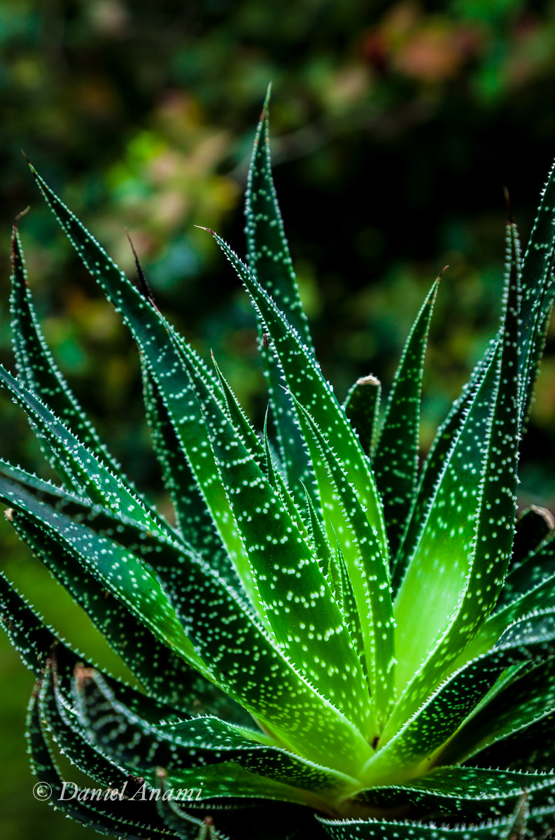 Salada, Tatuí, 05/04/15. Foto Daniel Anami.