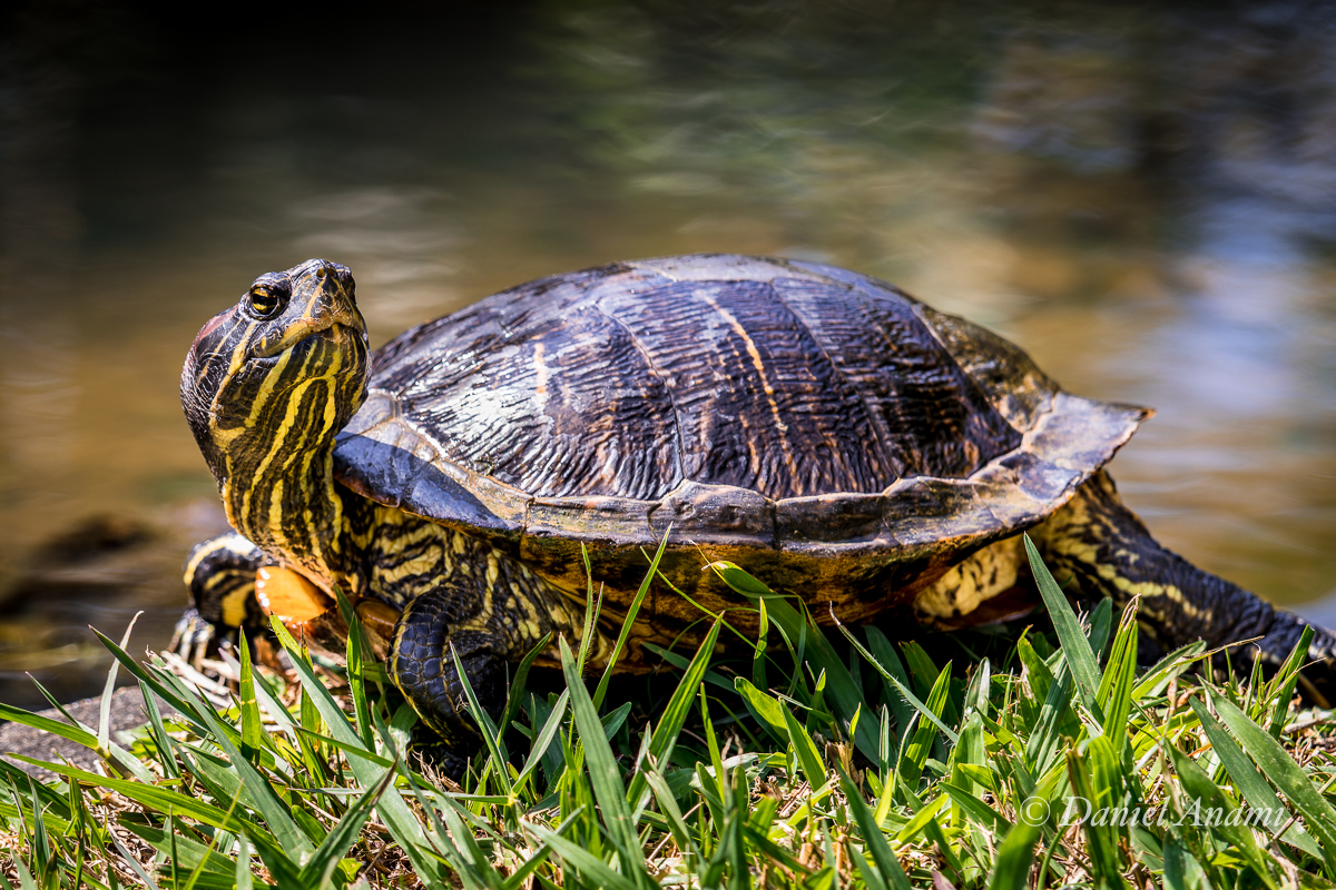 Cágado Trigre D'Água, Jardim Botânico de São Paulo, SP. 20/04/2024. Foto Daniel Anami.