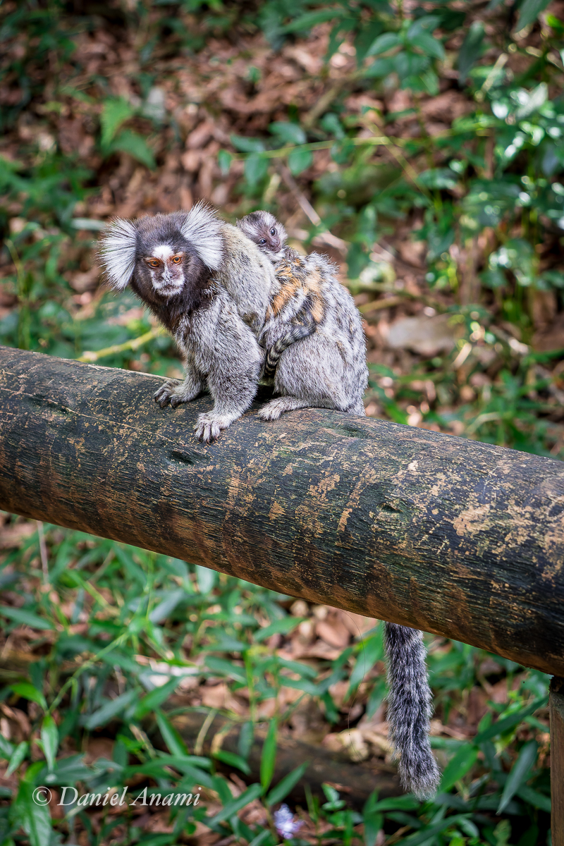 Sagui do Tufo Branco e sua cria, Trilha do Pai Zé, PE Jaraguá, São Paulo, SP, 03/05/2025. Foto Daniel Anami.