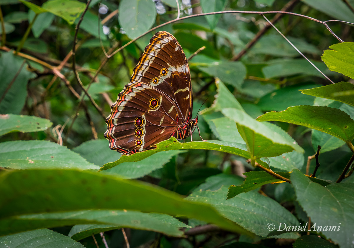 Borboletinha, tá na cozinha... Trilha Pedra Grande, Atibaia, SP, 07/02/2016. Foto Daniel Anami.