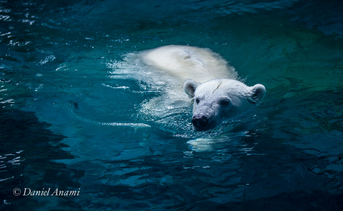 Mama ursa fazendo hidroginástica. Aquário de São Paulo, 02/01/2017. Foto Daniel Anami.