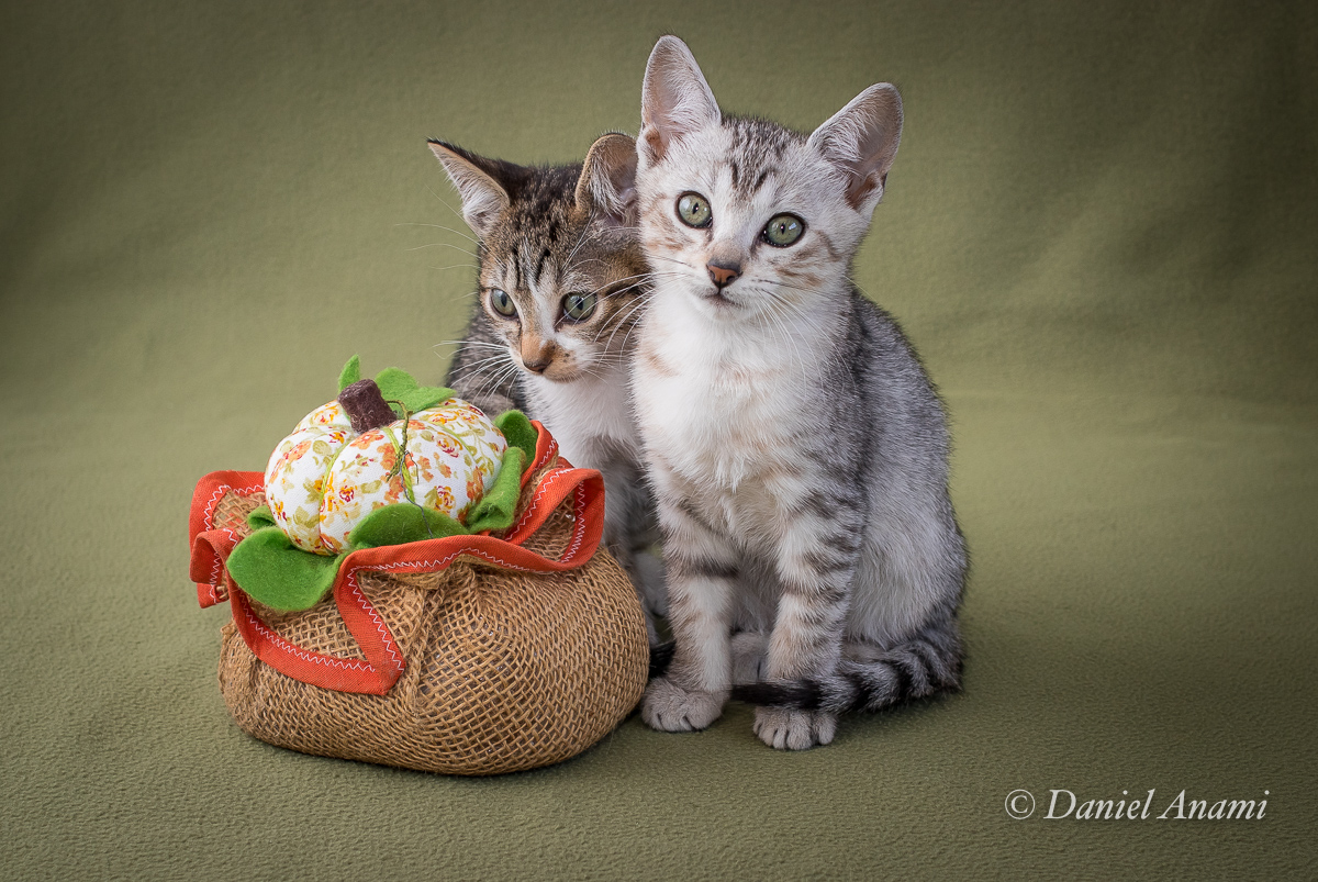 Kayla e Sami, 2 meses, 27/05/2018. Foto Daniel Anami.