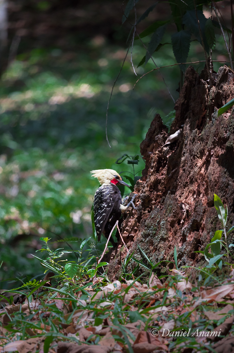 Pica-pau-de-cabeça-amarela (Celeus flavescens) , Parque da Chácara Silvestre, São Bernardo do Campo, SP, 14/11/2021. Foto Daniel Anami.