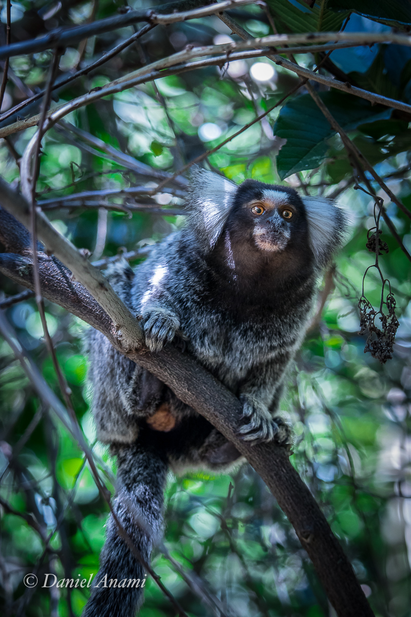O quê? Sagui de tufo Branco, Parque Estadual do Jaraguá, 26/05/2019. Foto Daniel Anami.