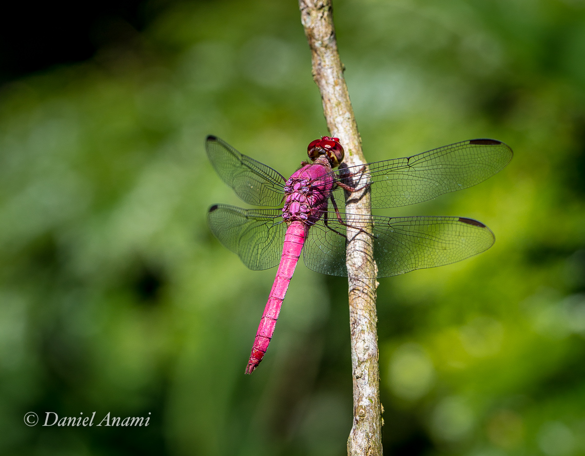 Crocância rosa, Libélula no Jardim Botânico de São Paulo, 15/06/2019. Foto Daniel Anami.