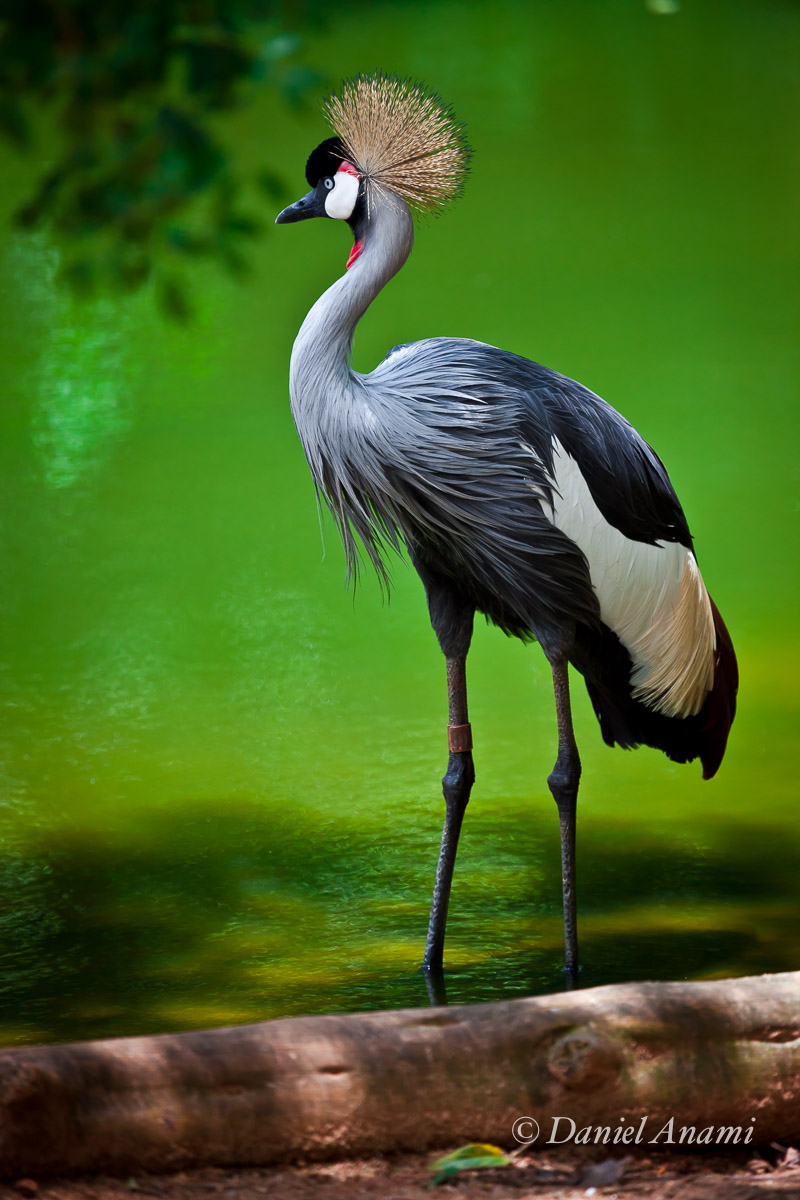Fashion penacho show, Zoológico de São Paulo, 02/01/2014. Foto Daniel Anami.
