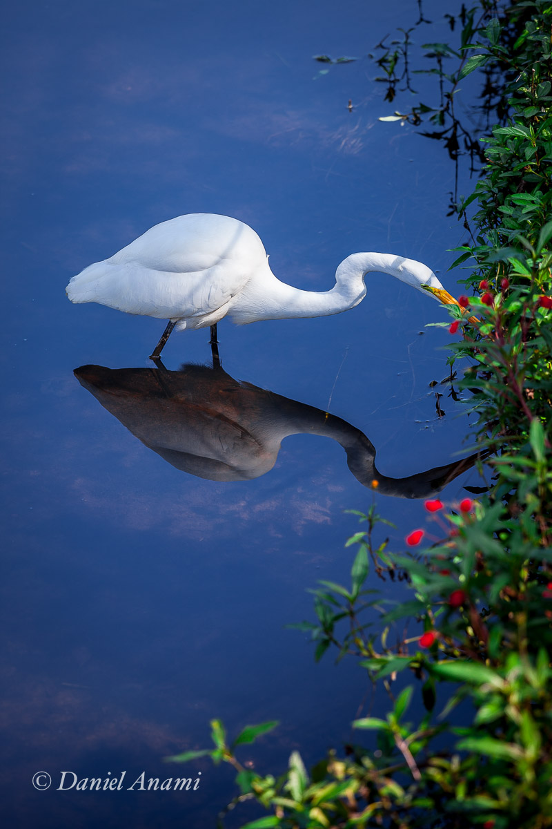 Espelho, espelho meu, existe pescoço maior do que o meu?<br>Garça no Jardim Botânico de São Paulo, 26/05/2016. Foto Daniel Anami.
