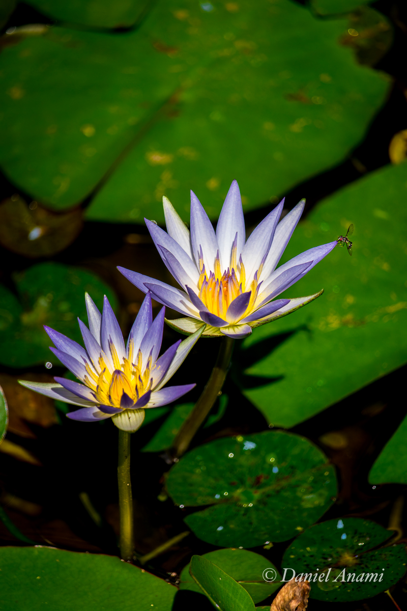 Ninféias (plantas aquáticas) do Jardim Botânico de São Paulo, SP. 20/04/2024. Foto Daniel Anami.