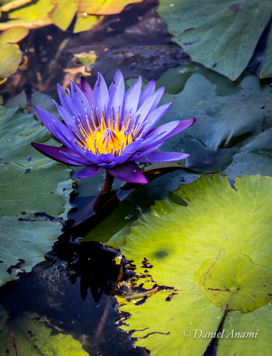 Ninféias (plantas aquáticas) do Jardim Botânico de São Paulo, SP. 20/04/2024. Foto Daniel Anami.