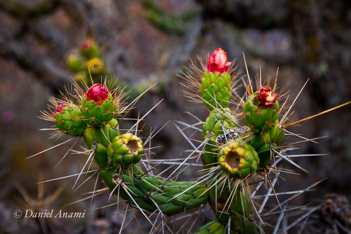 Acupuntura... Trilha para Llamac, Cordillera Huayhuash - Peru, 27/08/13. Foto Daniel Anami.