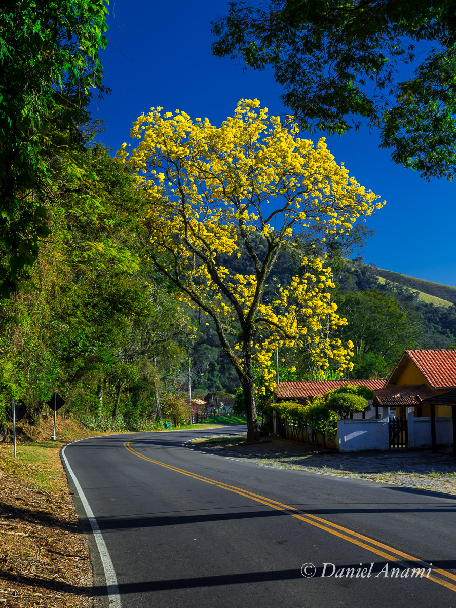 Ipê amarelo escandaliza rodovia! Rodovia BR-354. Itamonte, 08/08/2015. Foto Daniel Anami.