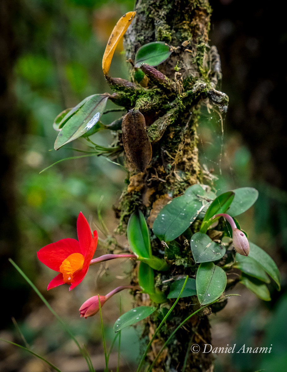 Flor vermelhinha. Mini orquídea na Trilha da Serra do Garrafão, Itamonte.
                                08/08/2015. Foto Daniel Anami.