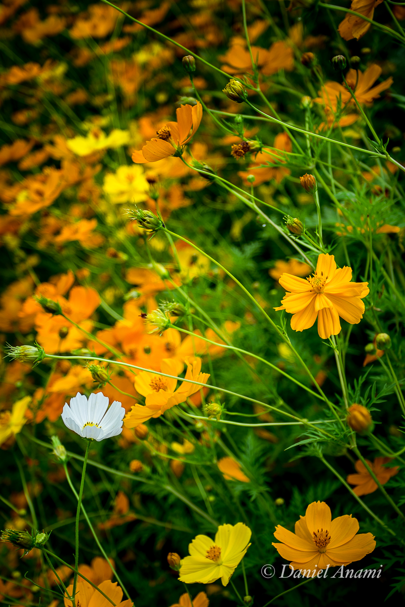Distrito de Luminosa, Brazópolis, MG. 25/02/2020. Foto Daniel Anami.