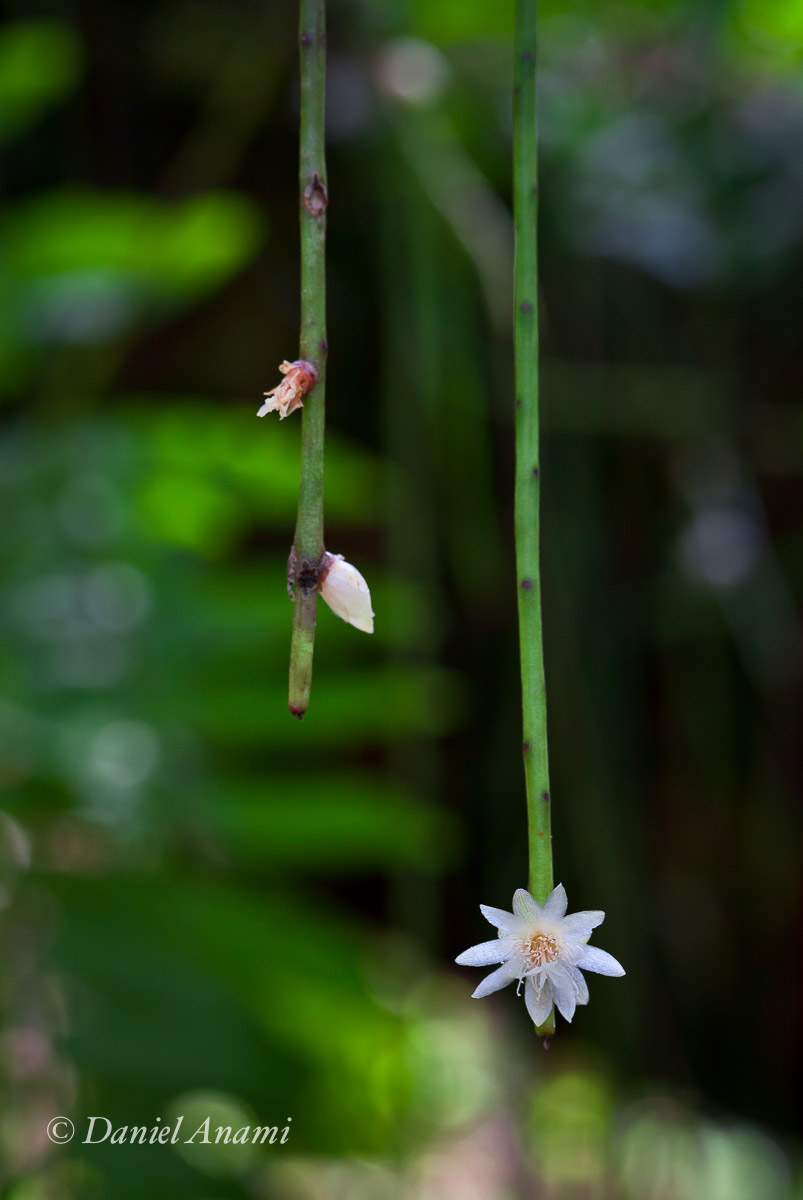 O pêndulo de Monet no Jardim Botânico de São Paulo, São Paulo, 04/01/14. Foto Daniel Anami.