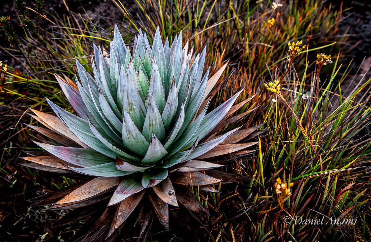 Planta de montanha com o resto da
                                  chuva de ontem. Monte Roraima. 17/03/2016. Foto Daniel Anami.