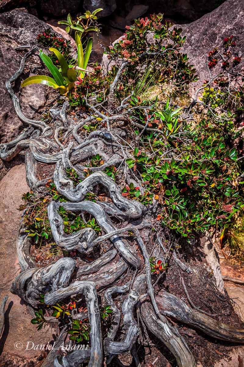 Uma raiz alienígena se contorce na saída da caverna, Monte Roraima, 19/03/2016. Foto Daniel Anami.