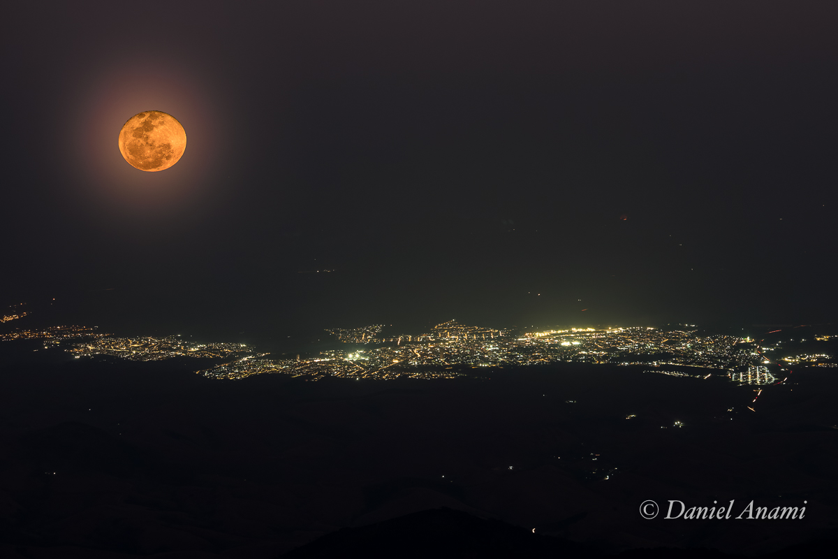 Tico-tico, Itaguaré, Cruzeiro, São Paulo, 17/08/2024. Foto Daniel Anami.