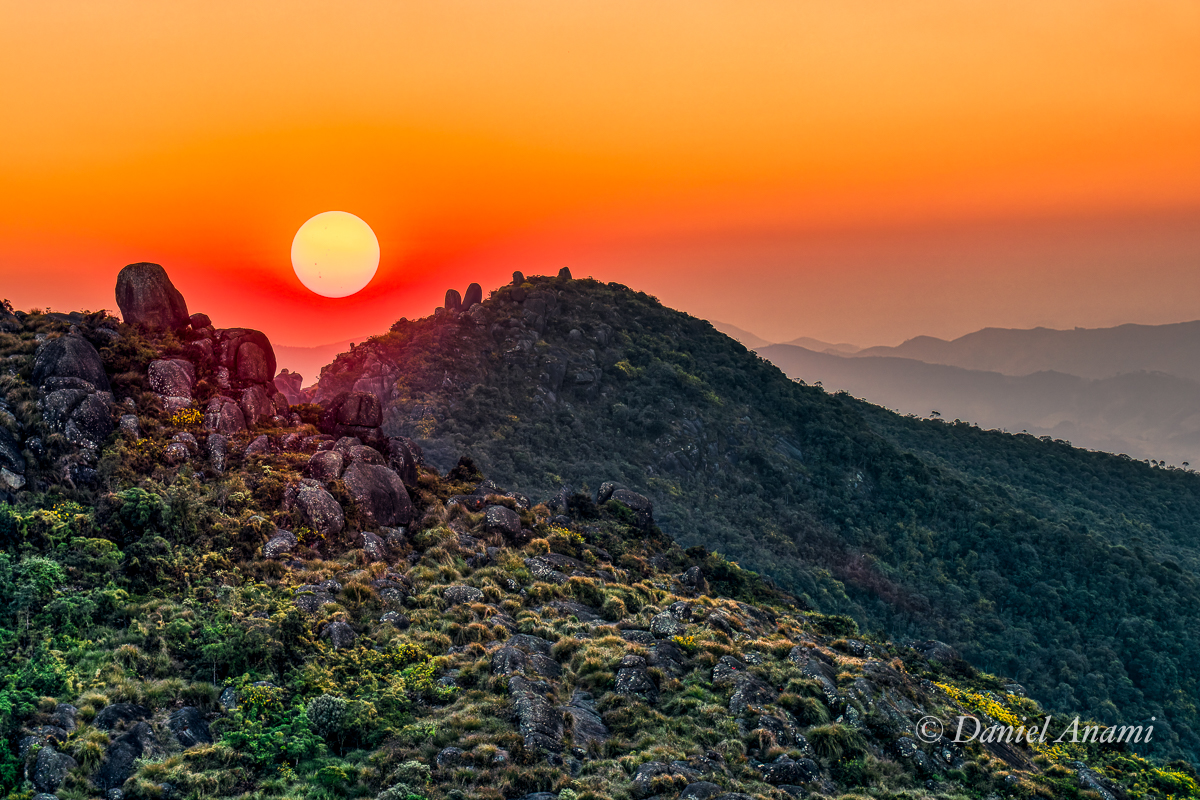 Tico-tico, Itaguaré, Cruzeiro, São Paulo, 17/08/2024. Foto Daniel Anami.
