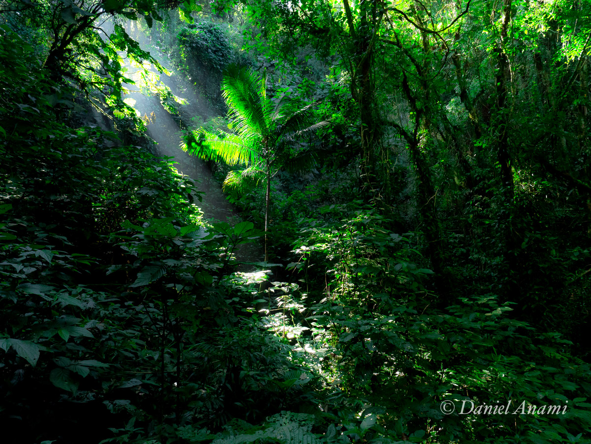 Verduras paulistas na trilha do Queixo D'Anta, São Francisco Xavier, 28/04/13. Foto Daniel Anami.