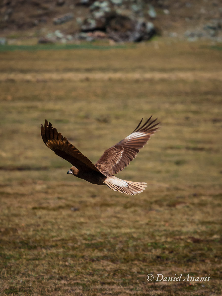 Repara na cara do ave não gostando nada de ser pega no vôo... Tuctuc Pampa (ave de rapina), 19/08/13. Foto Daniel Anami.