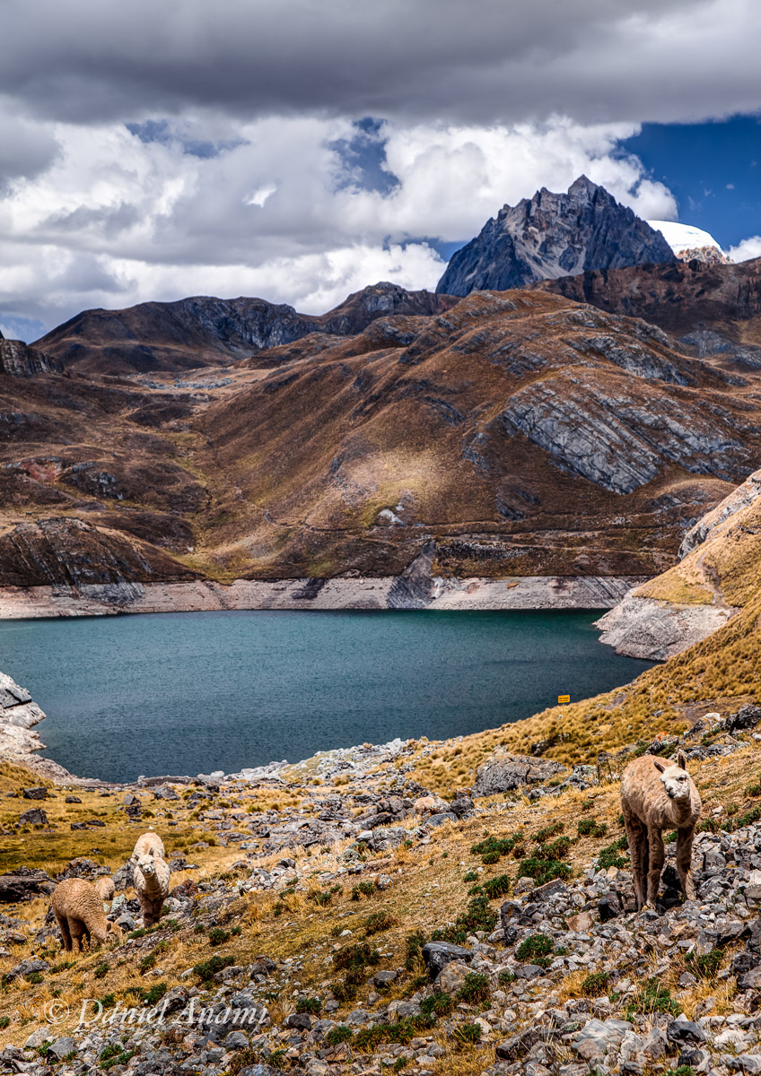 Olá terráqueos! Vicunhas da Laguna Viconga (4.453m) 22/08/13. Foto Daniel Anami.