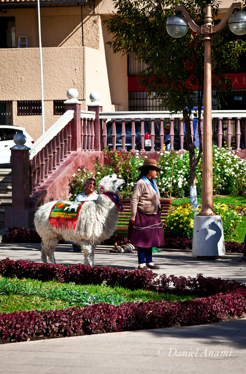 Na Plaza de Armas de Huaraz a simpática llama e sua dona caçam turistas para fotos. 14/08/13. Foto Daniel Anami.