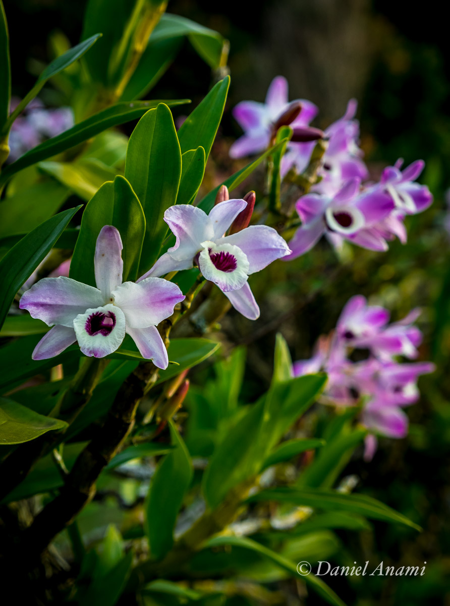 Orquídeas da Pousada Ribeirão do Ouro, Itamonte. 08/08/2015 Foto Daniel Anami.