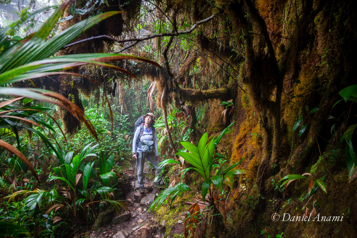 Morro acima, na trilha nos encontramos com a Floresta Amazônica! Pessoa deslumbrada procura samambaia. Foto Daniel Anami. 15/03/2016
