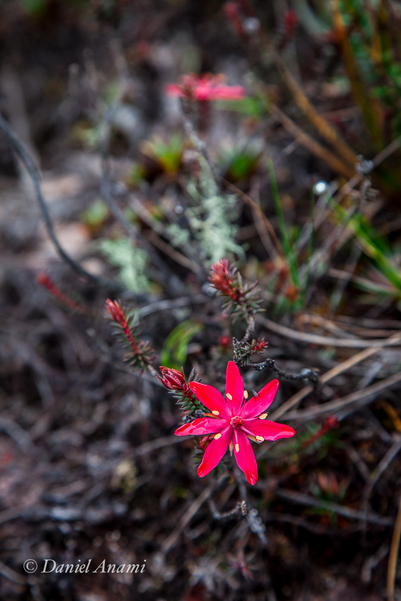 O minúsculo maracujá fúcsia. 16/03/2016. Foto Daniel Anami.